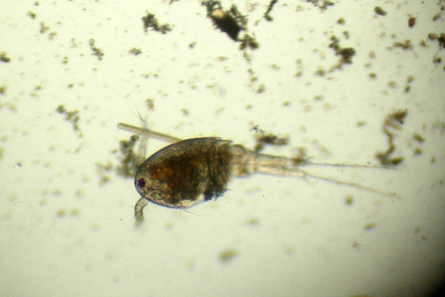 Copepode